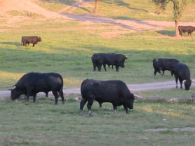 Cuacos de Yuste acogerá el próximo día 15 un concurso y degustación de carne de toro en la plaza del pueblo