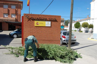La Guardia Civil desmantela una plantación de 366 kilos de marihuana en Casatejada a punto de su recolección