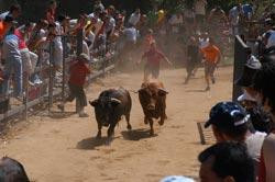 Moraleja acogerá cinco grandes espectáculos taurinos en las tardes de San Buenaventura