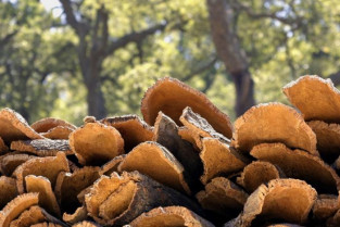 La justicia condena a seis meses de prisión a dos hombres por vender corcho robado sabiendo que lo era