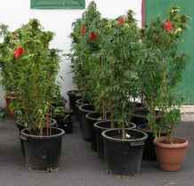 Detienen a un joven de Oliva por cultivar cerca de 60 plantas de mariahuana en su domicilio