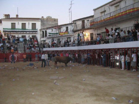 Los festejos taurinos de la madrugada del día 15 celebrados en Moraleja  finalizan sin registrar heridos