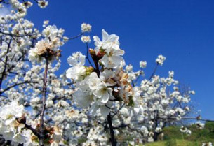 El Valle del Jerte acogerá este próximo día 18 de marzo la tradicional fiesta del cerezo en flor con visita de turistas