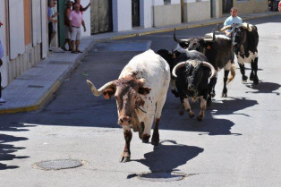 Los vecinos de Moraleja podrán representar los encierros de San Buenaventura en Jato
