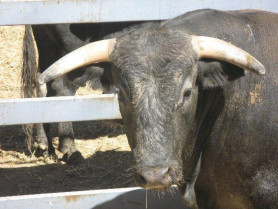 Los toros que se lidiarán en las calles de Moraleja en las fiestas de San Buenaventura no irán despuntados