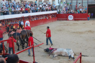 Vuelta al ruedo para un toro de Carmen Valiente en la novillada de Moraleja, donde se cortaron cinco orejas
