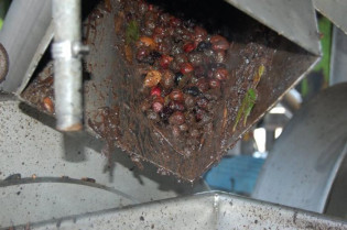 La Milagrosa de Monterrubio modernizará sus instalaciones con dos tolvas de 50.000 kilos de aceitunas