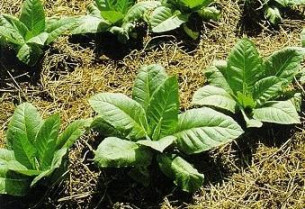 UPA-UCE denuncia que una empresa italiana ha anulado la compra de 6.000 toneladas de tabaco  en Extremadura