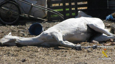 Un vecino de Talarrubias de 77 años es detenido por un delito de abandono y maltrato animal