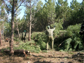 El Ejecutivo regional realizará trabajos para mejorar las masas forestales de dos  montes hurdanos