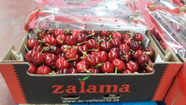 Mirada en el Jerte: Comienza la campaña de recogida de cerezas con “buenas expectativas”