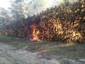 Un incendio provocado en la madera almacenada en el pinar de Talayuela provoca daños por 20.000 euros