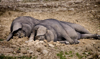 El sector del ibérico tendrá 10 millones de euros para contrarrestar los efectos provocados por el Covid-19