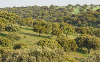 Denuncian la muerte de miles de encinas y alcornoques en Granadilla por la enfermedad de la seca