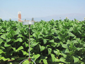 Talayuela inicia la reversión de las parcelas cedidas a Tabacos del Tiétar por incumplir el fin de su cesión