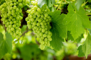 La Unión Extremadura denuncia la precaria situación de los viticultores extremeños