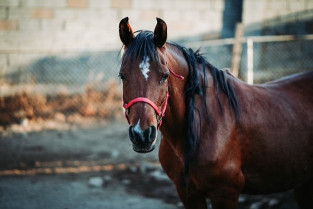 Cuenta atrás para la Feria de Caballo, otro plan para las fiestas de Talayuela