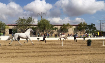 Torrejoncillo ultima los preparativos para su Feria del Caballo con más actividades y nuevo calendario