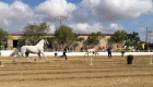 Torrejoncillo ultima los preparativos para su Feria del Caballo con más actividades y nuevo calendario