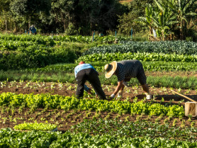 La Unión Extremadura recurre para que más de 1.100 agricultores no se queden sin ayudas