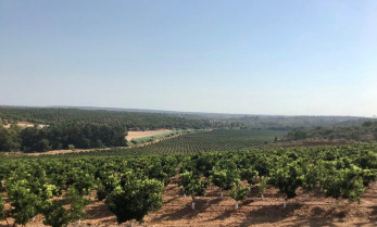 Tierra de Barros acogerá un taller vitícola, una ruta entre viñas y una cata de vinos locales