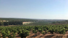 Tierra de Barros acogerá un taller vitícola, una ruta entre viñas y una cata de vinos locales