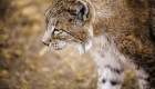 Balance positivo en la temporada de cría del lince ibérico