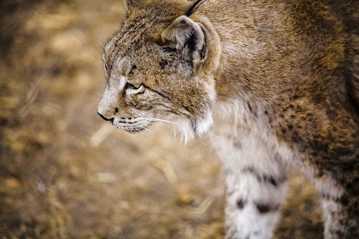 Balance positivo en la temporada de cría del lince ibérico
