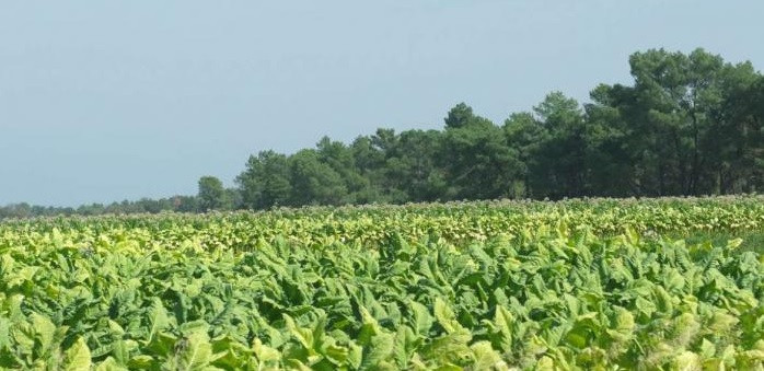 La reforma de la PAC pone en riesgo el cultivo de tabaco en Extremadura