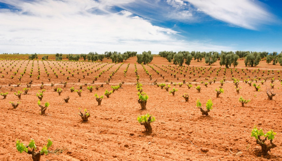 El viñedo tendrá 6 millones de euros en ayudas para paliar los efectos de la sequía