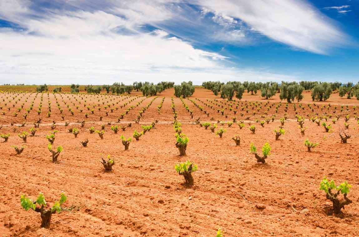 viñedos