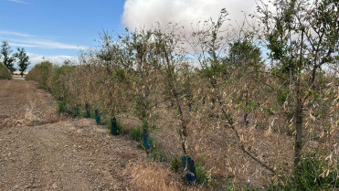 La Junta aprueba 3,5 millones en ayudas para viñedo y olivar de secano afectados por la sequía