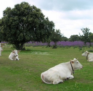 Zamora guarda silencio por las víctimas del atentado de Barcelona 