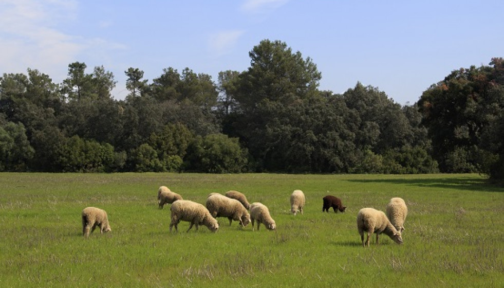 El pastoreo controlado con ovejas en superficies acogidas a ayudas de forestación se amplía al 30 de junio