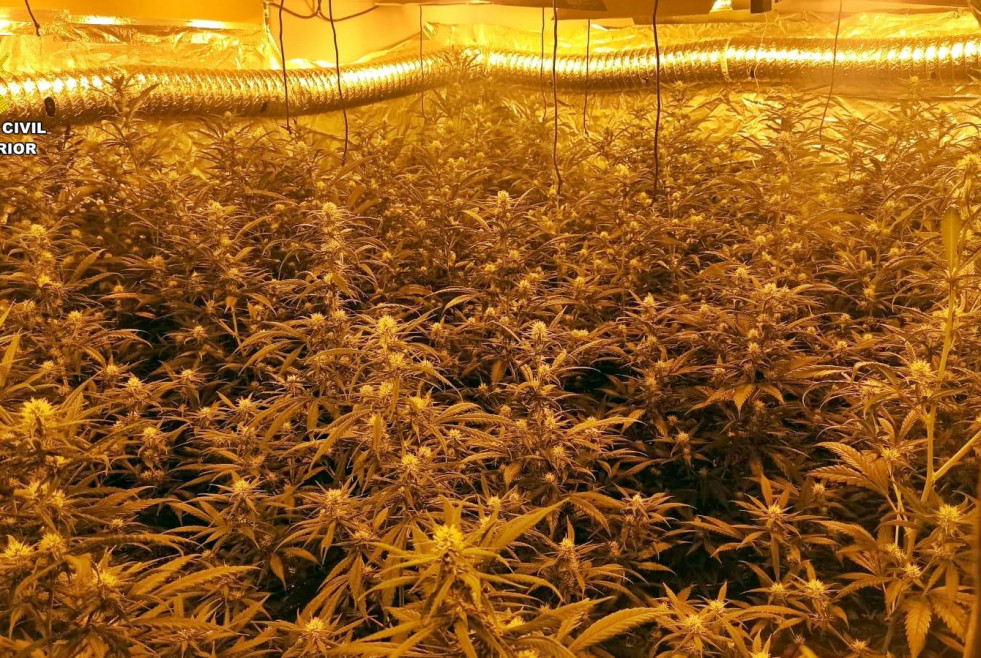 Detenidos tres miembros de una misma familia acusados de cultivar 445 plantas de cannabis