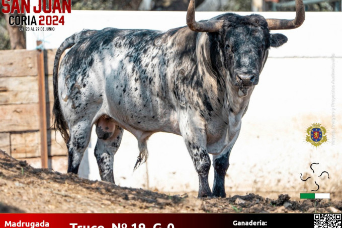 Estos son los 12 toros que saldrán a las calles en los Sanjuanes de Coria