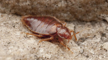 Ribera del Fresno lanza una campaña extraordinaria contra cucarachas