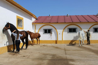 Extremadura, tierra de caballos