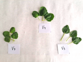 Un estudio extremeño demuestra que los brotes de quinoa contienen más proteínas que otros vegetales