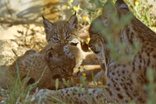 La población de lince ibérico supera los 253 ejemplares en Extremadura