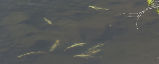 El Seprona investiga la causa de la muerte de cientos de peces en aguas del río Hurdano