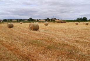 Una investigación analiza un sistema de mejora de pastos usando pacas de heno mejoradas