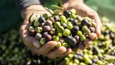 Desastrosa cosecha de aceituna cacereña en las comarcas del norte