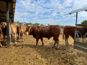 Extremadura abona 2,7 millones en ayudas al vacuno a más de 1.100 ganaderos