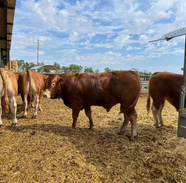 Zamora guarda silencio por las víctimas del atentado de Barcelona 