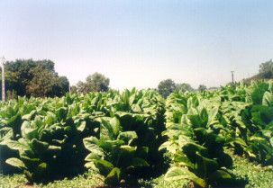 Vox reclama al Gobierno el levantamiento de la prohibición del dicloropropeno en el cultivo de tabaco