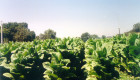 Vox reclama al Gobierno el levantamiento de la prohibición del dicloropropeno en el cultivo de tabaco