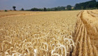 Apag Extremadura alerta de unas pérdidas de 92,5 millones de euros en el cereal de invierno