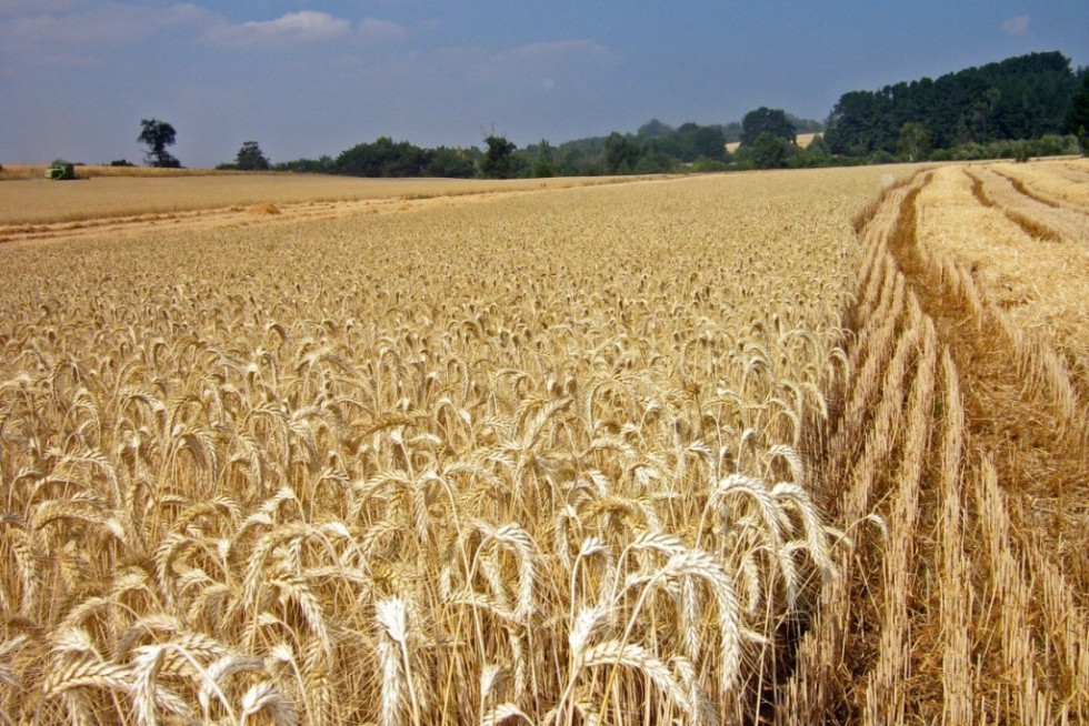 Apag Extremadura alerta de unas pérdidas de 92,5 millones de euros en el cereal de invierno