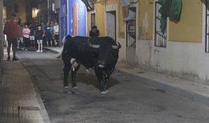 El primer toro del aguardiente deja un herido grave por una cornada en Moraleja